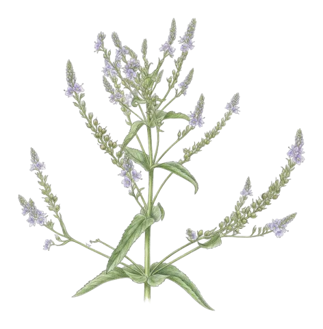 Veronica anagallis-aquatica