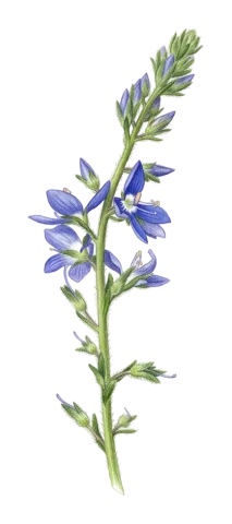 Veronica orientalis