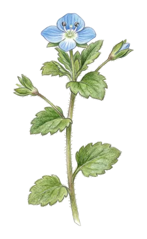 Veronica persica