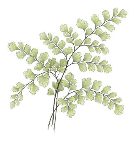 Adiantum capillus-veneris