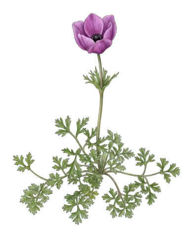 Anemone coronaria