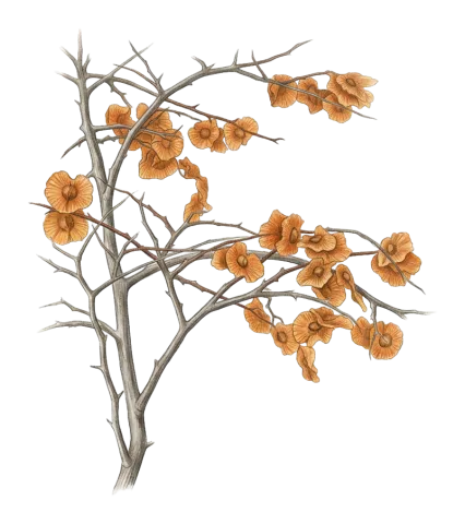 Paliurus spina-christi