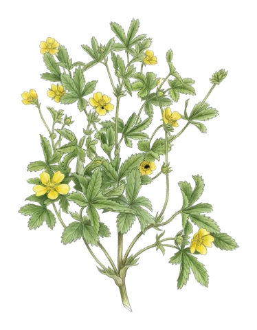 Potentilla reptans