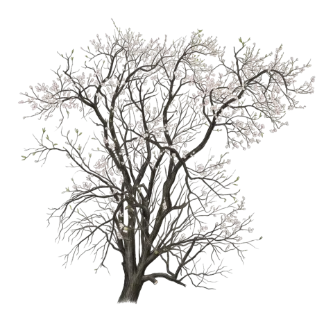 Prunus amygdalus