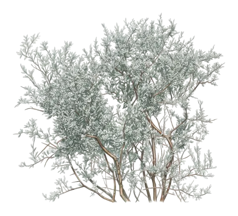 Prunus argentea