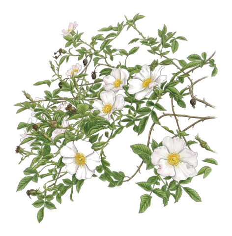 Rosa canina