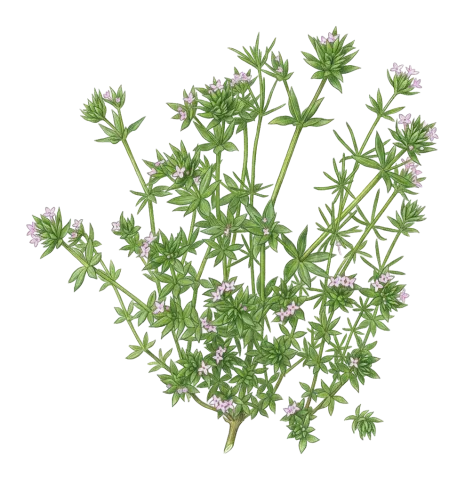 Sherardia arvensis