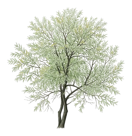 Salix alba