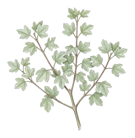 Acer monspessulanum