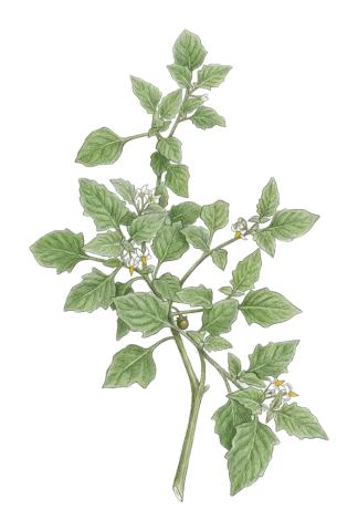 Solanum villosum