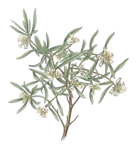 Daphne mucronata