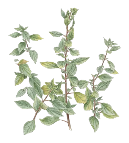 Parietaria judaica