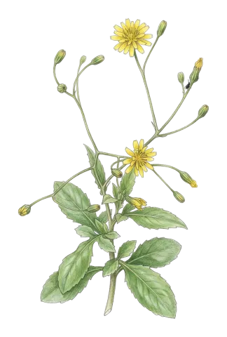 Crepis pulchra