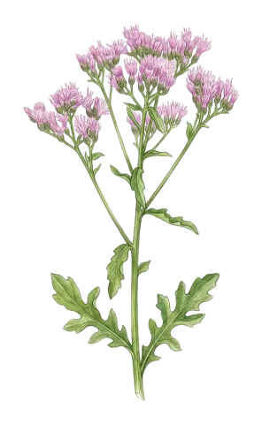 Klasea grandifolia