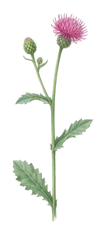 Klasea oligocephala