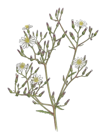 Lactuca hispida