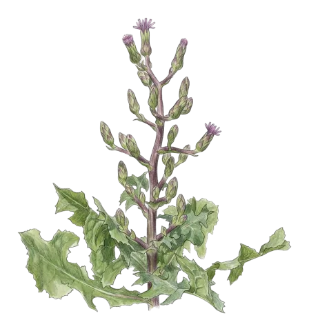 Lactuca tuberosa