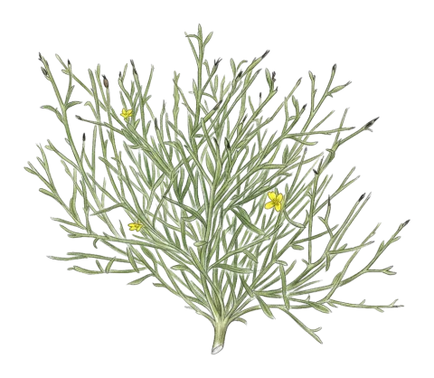 Lactuca viminea