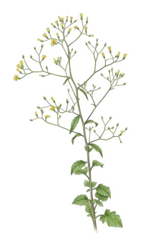 Lapsana communis
