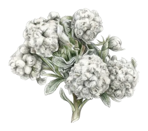 Lasiopogon muscoides