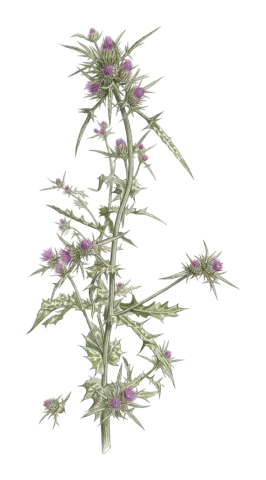 Notobasis syriaca