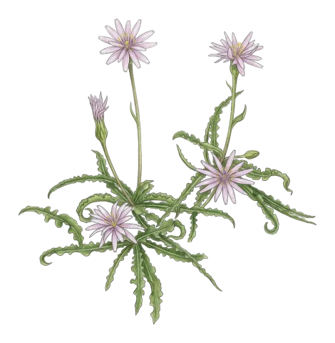 Pseudopodospermum papposum