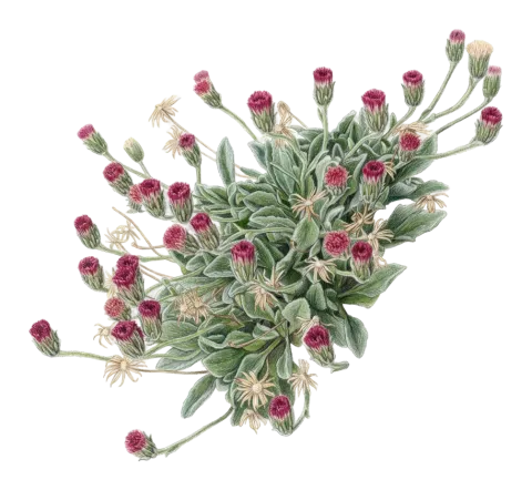 Psychrogeton amorphoglossus