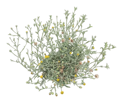 Pulicaria arabica