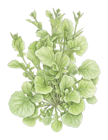 Rhagadiolus edulis