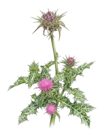 Silybum marianum
