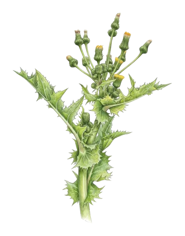 Sonchus asper