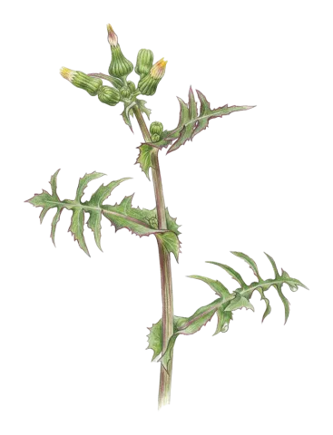 Sonchus oleraceus