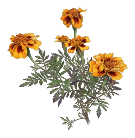 Tagetes erecta