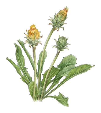 Taraxacum syriacum