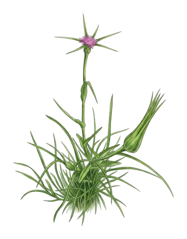 Tragopogon coelesyriacus