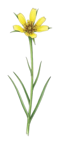 Tragopogon reticulatus