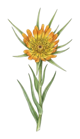 Tragopogon vaginatus