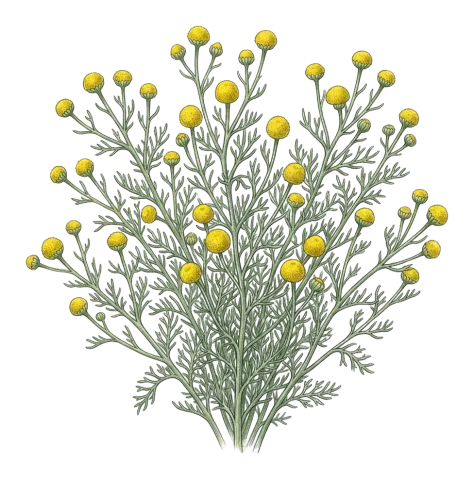 Tripleurospermum disciforme