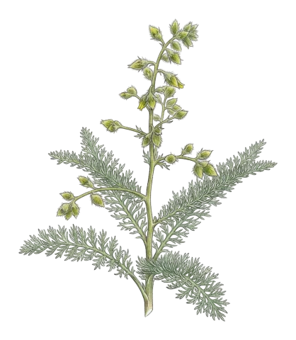 Biebersteinia multifida