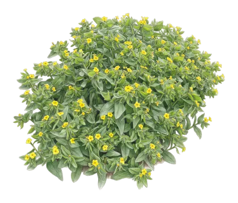 Alkanna bracteosa