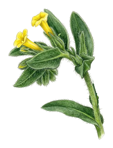 Alkanna orientalis