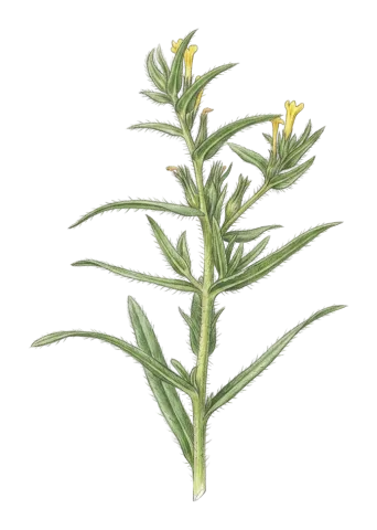 Arnebia decumbens