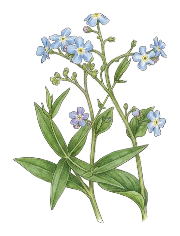 Brunnera orientalis