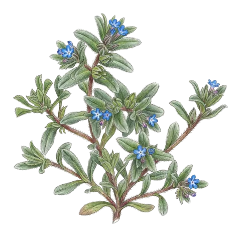 Buglossoides incrassata