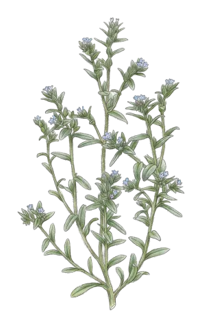 Buglossoides tenuiflora