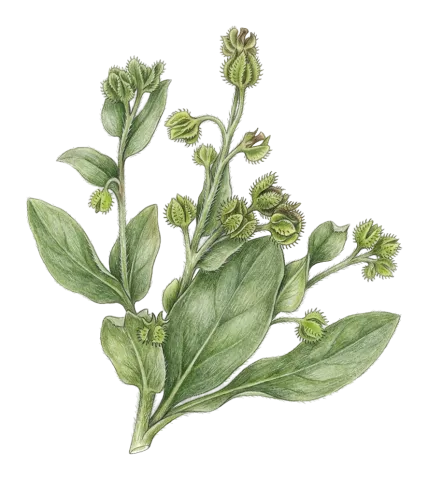 Cynoglossum creticum
