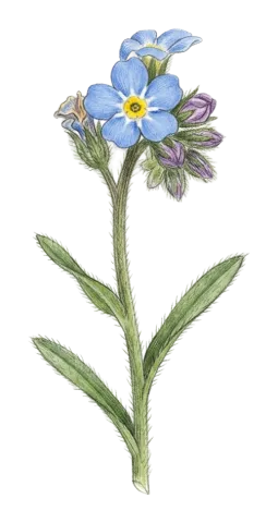 گیای مار