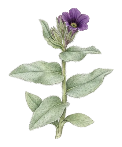 Nonea macrantha