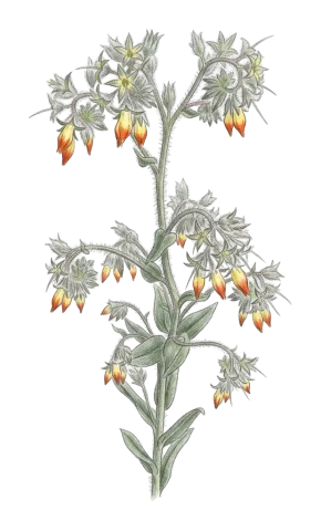 Onosma angustiloba