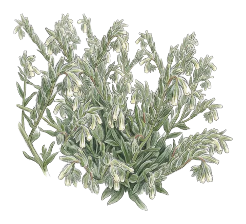 Onosma bulbotricha